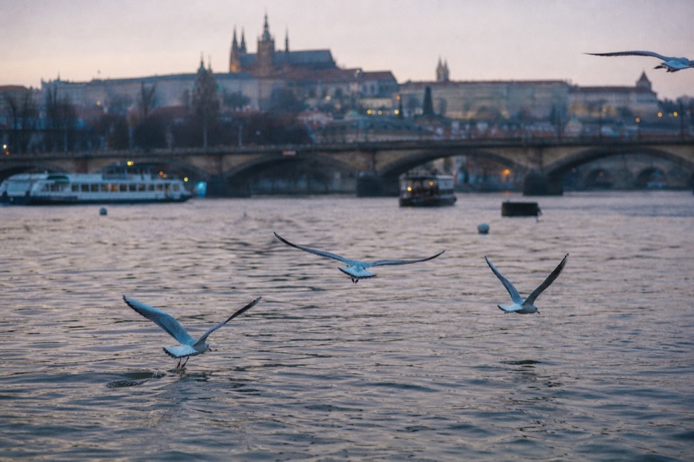 River gulls in low flight just above the Vltava at dusk, wingtips almost touching the water, the castle hill softly blurred in the background
